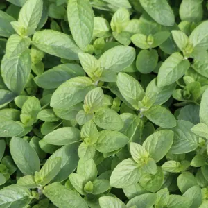 Herb Mint Lemon