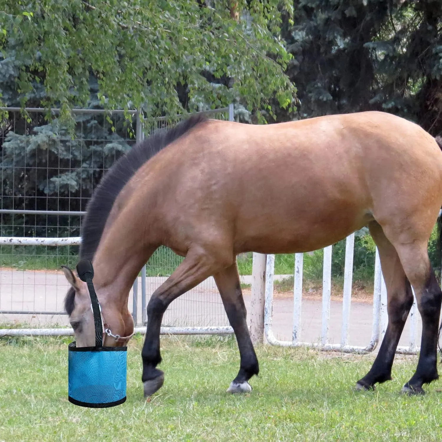 Horse Feed Bag Heavy Duty Textilene Mesh Feed Rite Bag with Adjustable Strap and Comfortable Neck Pad,Reinforced Bottom Stitching,Quick Clip Buckle and Spill-Proof Grain Feed Bag (S, Blue)
