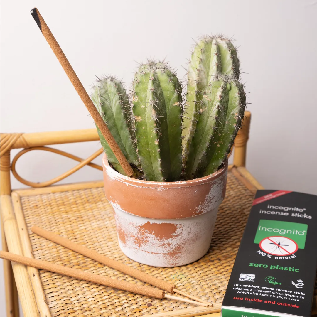 Incense Sticks