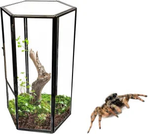 Jumping Spider Accessories, Glass Front Opening Terrarium with Metal Frame and Vent Holes, Insect Habitat Enclosure for Jumping Spiders, Black Widows, Praying Mantis