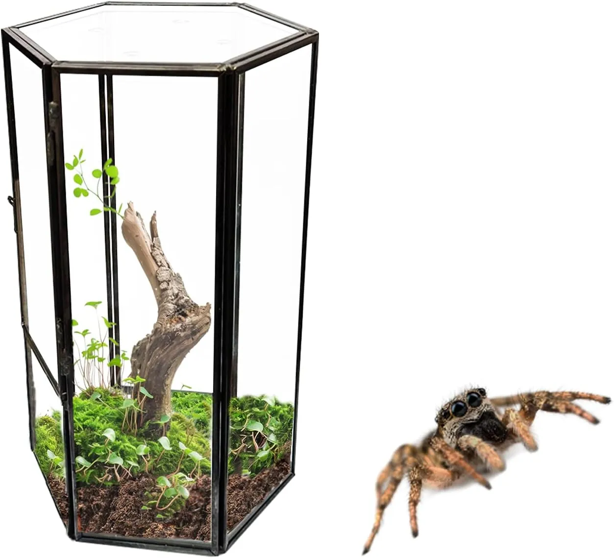 Jumping Spider Accessories, Glass Front Opening Terrarium with Metal Frame and Vent Holes, Insect Habitat Enclosure for Jumping Spiders, Black Widows, Praying Mantis