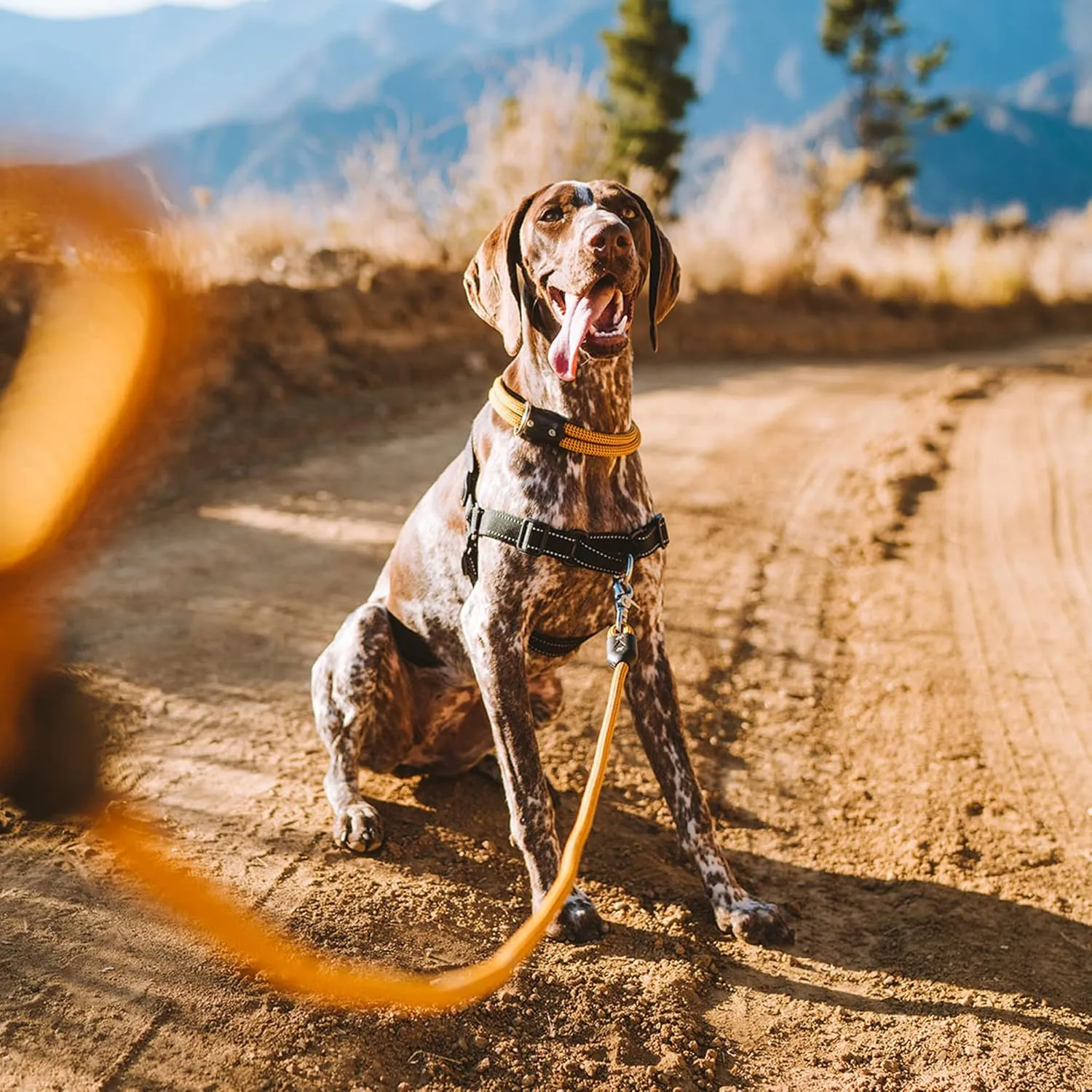 Lifetime Leash by Atlas Pet Company | Ultra Strong Dog Leash Made with Climbing Rope