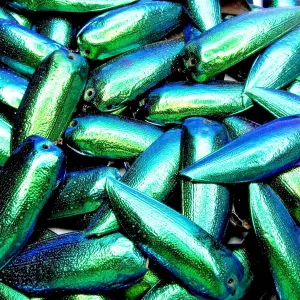 Mixed lot of Assorted Green Blue Beetle Elytra drilled Choose Quantity (5)