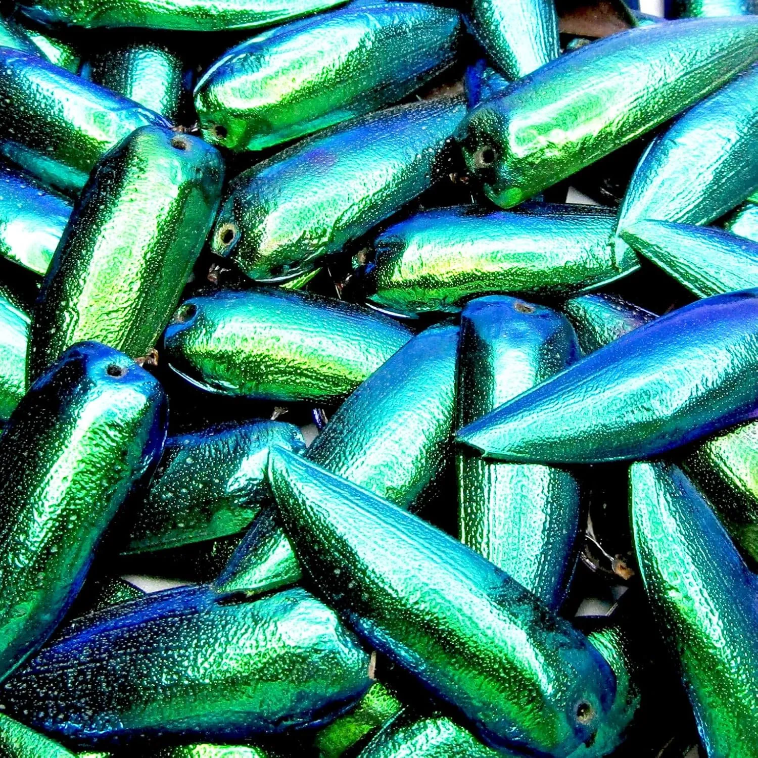 Mixed lot of Assorted Green Blue Beetle Elytra drilled Choose Quantity (5)