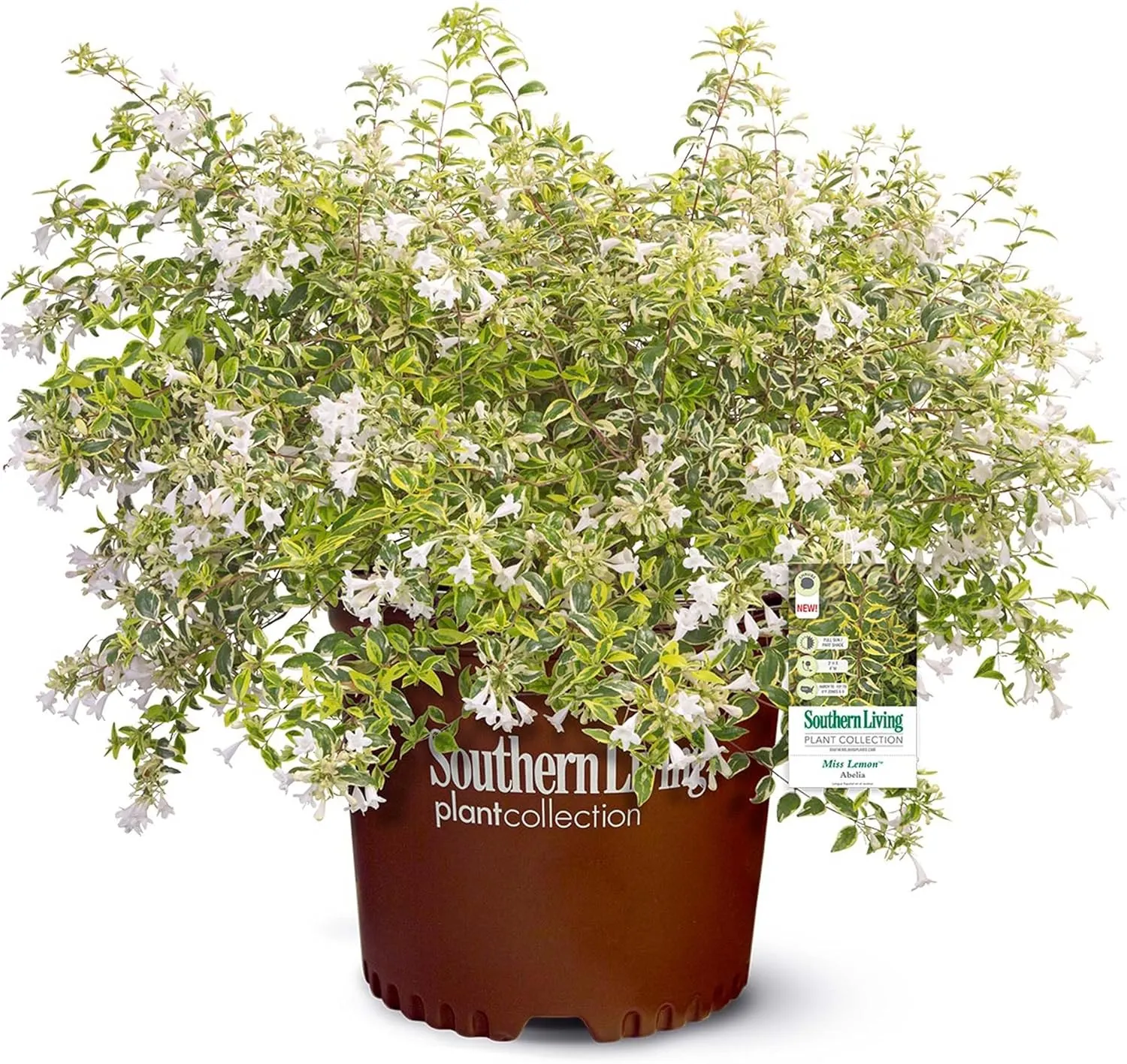 Southern Living Miss Lemon Abelia, 2 Gal, Yellow