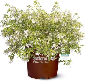 Southern Living Miss Lemon Abelia, 2 Gal, Yellow