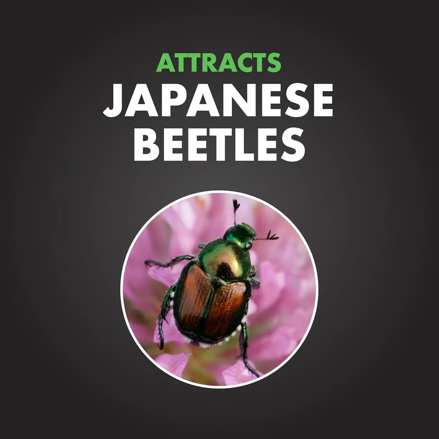 Spectracide Bag-A-Bug Japanese Beetle Trap, Replacement Lure, 1 Count, Pack of 12