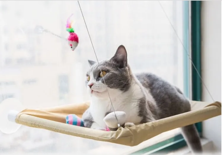 Window Cat Same-day shipping Bed Consistent quality