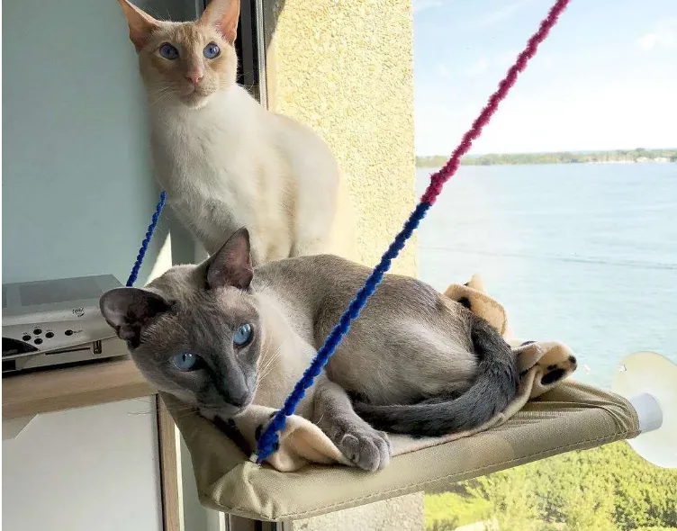 Window Cat Same-day shipping Bed Consistent quality