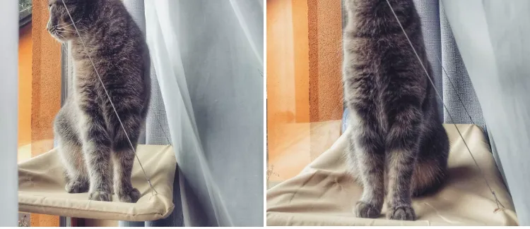 Window Cat Same-day shipping Bed Consistent quality